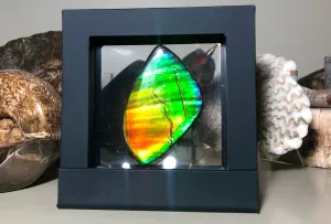 Copy of LARGE Rainbow colors  60x25 mm  Top Grade Natural  Free Form . FFNT 141 Ammolite  レインボーカラー！ナチュラル　ルース　アンモライト ケース付！