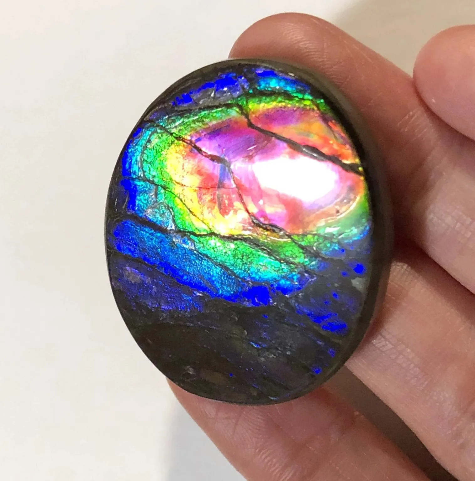 Rainbow colors / crimson red 39x32 mm  Top Grade Natural  Free Form . FFNT 140 Ammolite  レインボーカラー深紅！ナチュラル　ルース　アンモライト ケース付！