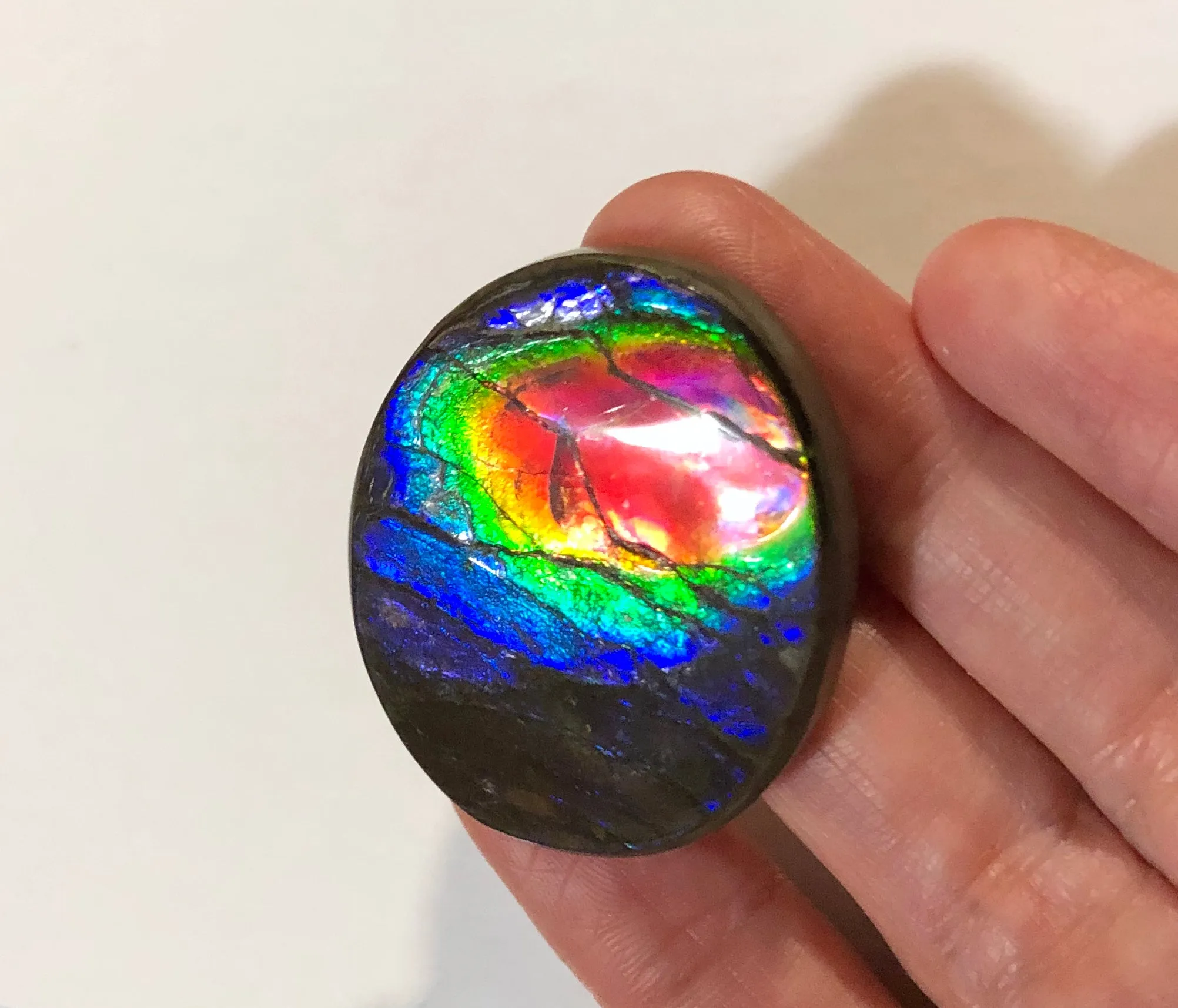 Rainbow colors / crimson red 39x32 mm  Top Grade Natural  Free Form . FFNT 140 Ammolite  レインボーカラー深紅！ナチュラル　ルース　アンモライト ケース付！