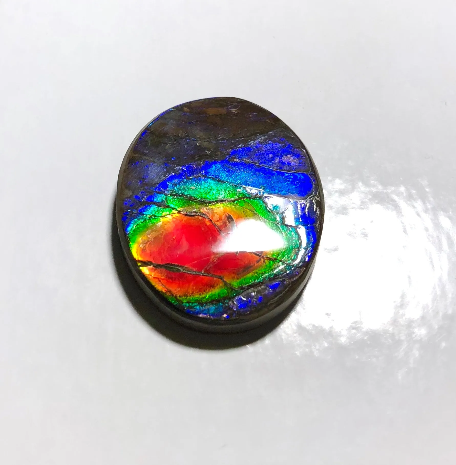 Rainbow colors / crimson red 39x32 mm  Top Grade Natural  Free Form . FFNT 140 Ammolite  レインボーカラー深紅！ナチュラル　ルース　アンモライト ケース付！